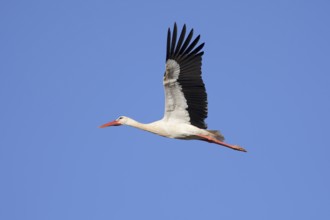 White stork (Ciconia ciconia), flying, Algarve, Portugal