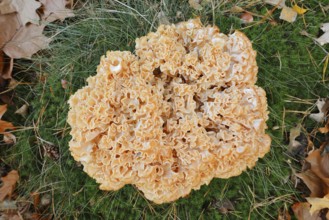 Wood Cauliflower fungus or fat hen (Wood Cauliflower crispa) in autumn, Gelderland, Netherlands