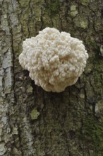 Fir spiny beard (Hericium flagellum) on the trunk of a spruce (Picea), Bavarian Forest National