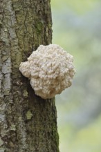 Fir spiny beard (Hericium flagellum) on the trunk of a spruce (Picea), Bavarian Forest National