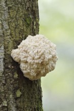 Fir spiny beard (Hericium flagellum) on the trunk of a spruce (Picea), Bavarian Forest National