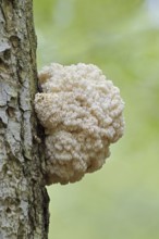 Fir spiny beard (Hericium flagellum) on the trunk of a spruce (Picea), Bavarian Forest National