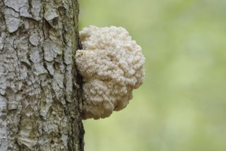 Fir spiny beard (Hericium flagellum) on the trunk of a spruce (Picea), Bavarian Forest National