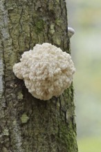 Fir spiny beard (Hericium flagellum) on the trunk of a spruce (Picea), Bavarian Forest National