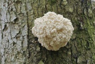 Fir spiny beard (Hericium flagellum) on the trunk of a spruce (Picea), Bavarian Forest National