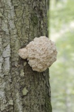 Fir spiny beard (Hericium flagellum) on the trunk of a spruce (Picea), Bavarian Forest National