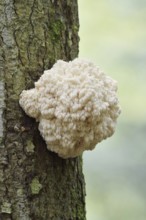 Fir spiny beard (Hericium flagellum) on the trunk of a spruce (Picea), Bavarian Forest National
