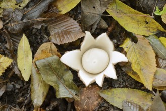 Ruffed earth star (Geastrum triplex) and autumn leaves, North Rhine-Westphalia, Germany