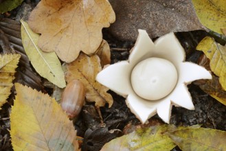 Ruffed earth star (Geastrum triplex) and autumn leaves, North Rhine-Westphalia, Germany
