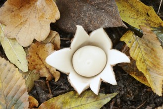 Ruffed earth star (Geastrum triplex) and autumn leaves, North Rhine-Westphalia, Germany