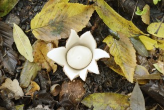 Ruffed earth star (Geastrum triplex) and autumn leaves, North Rhine-Westphalia, Germany