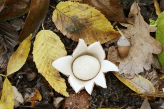 Ruffed earth star (Geastrum triplex) and autumn leaves, North Rhine-Westphalia, Germany