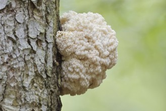 Fir spiny beard (Hericium flagellum) on the trunk of a spruce (Picea), Bavarian Forest National