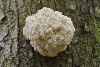 Fir spiny beard (Hericium flagellum) on the trunk of a spruce (Picea), Bavarian Forest National