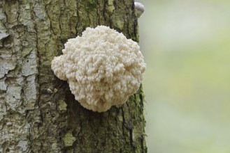 Fir spiny beard (Hericium flagellum) on the trunk of a spruce (Picea), Bavarian Forest National