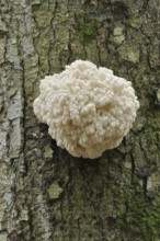 Fir spiny beard (Hericium flagellum) on the trunk of a spruce (Picea), Bavarian Forest National