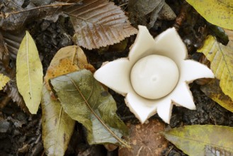 Ruffed earth star (Geastrum triplex) and autumn leaves, North Rhine-Westphalia, Germany
