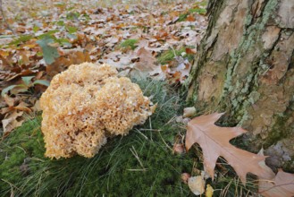 Wood Cauliflower fungus or fat hen (Wood Cauliflower crispa) in autumn, Gelderland, Netherlands