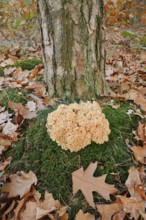 Wood Cauliflower fungus or fat hen (Wood Cauliflower crispa) in autumn, Gelderland, Netherlands