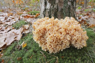 Wood Cauliflower fungus or fat hen (Wood Cauliflower crispa) in autumn, Gelderland, Netherlands