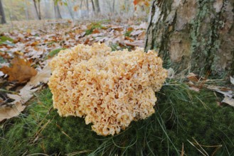 Wood Cauliflower fungus or fat hen (Wood Cauliflower crispa) in autumn, Gelderland, Netherlands