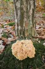 Wood Cauliflower fungus or fat hen (Wood Cauliflower crispa) in autumn, Gelderland, Netherlands