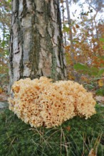 Wood Cauliflower fungus or fat hen (Wood Cauliflower crispa) in autumn, Gelderland, Netherlands