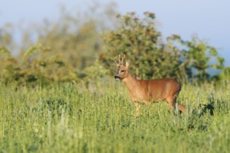 European roe deer (Capreolus capreolus), roebuck in a meadow in spring, North Rhine-Westphalia,