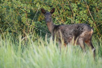 European roe deer (Capreolus capreolus), black doe, Lower Saxony, Germany
