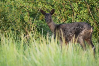 European roe deer (Capreolus capreolus), black doe standing in a meadow, Lower Saxony, Germany