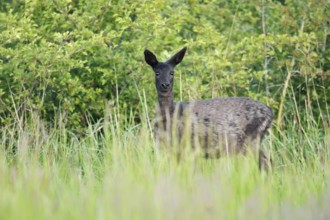 European roe deer (Capreolus capreolus), black doe standing in a meadow, Lower Saxony, Germany