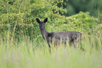 European roe deer (Capreolus capreolus), black doe standing in a meadow, Lower Saxony, Germany