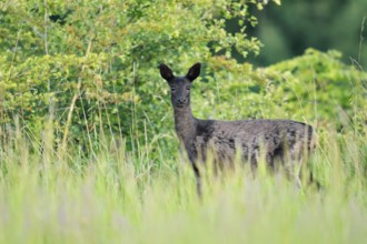 European roe deer (Capreolus capreolus), black doe standing in a meadow, Lower Saxony, Germany