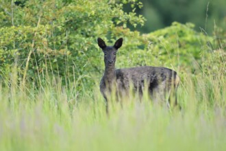 European roe deer (Capreolus capreolus), black doe standing in a meadow, Lower Saxony, Germany