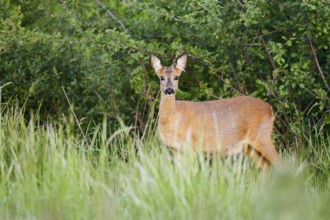 European roe deer (Capreolus capreolus), doe, North Rhine-Westphalia, Germany