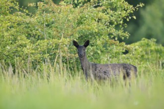 European roe deer (Capreolus capreolus), black doe standing in a meadow, Lower Saxony, Germany