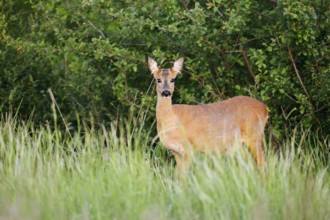 European roe deer (Capreolus capreolus), doe, North Rhine-Westphalia, Germany