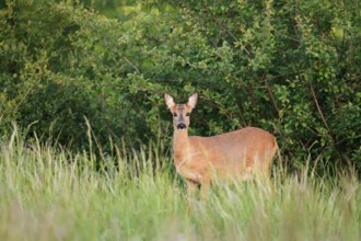 European roe deer (Capreolus capreolus), doe, North Rhine-Westphalia, Germany