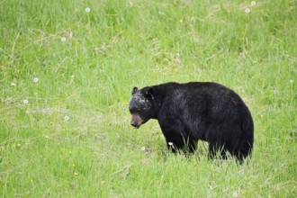 American Black Bear (Ursus americanus), Jasper National Park, Alberta, Canada