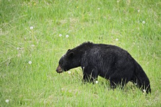 American Black Bear (Ursus americanus), Jasper National Park, Alberta, Canada