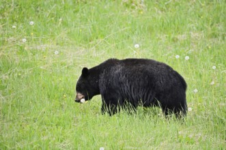 American Black Bear (Ursus americanus) eating plants, Jasper National Park, Alberta, Canada