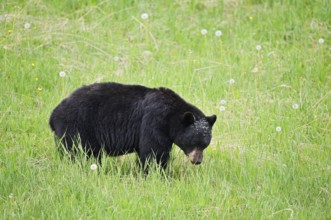 American Black Bear (Ursus americanus) eating plants, Jasper National Park, Alberta, Canada