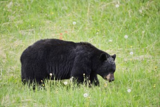 American Black Bear (Ursus americanus) eating plants, Jasper National Park, Alberta, Canada