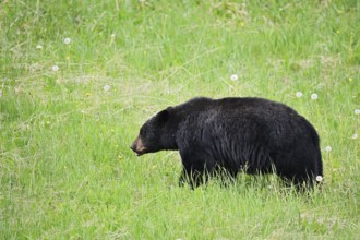 American Black Bear (Ursus americanus) eating plants, Jasper National Park, Alberta, Canada