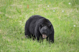 American Black Bear (Ursus americanus) eating plants, Jasper National Park, Alberta, Canada