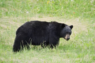 American Black Bear (Ursus americanus), Jasper National Park, Alberta, Canada