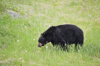 American Black Bear (Ursus americanus) eating plants, Jasper National Park, Alberta, Canada