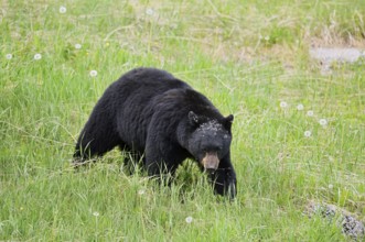 American Black Bear (Ursus americanus), Jasper National Park, Alberta, Canada