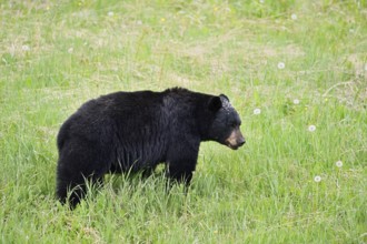 American Black Bear (Ursus americanus) eating plants, Jasper National Park, Alberta, Canada