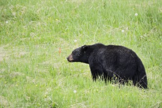 American Black Bear (Ursus americanus), Jasper National Park, Alberta, Canada